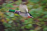 Duck In Flight_09488